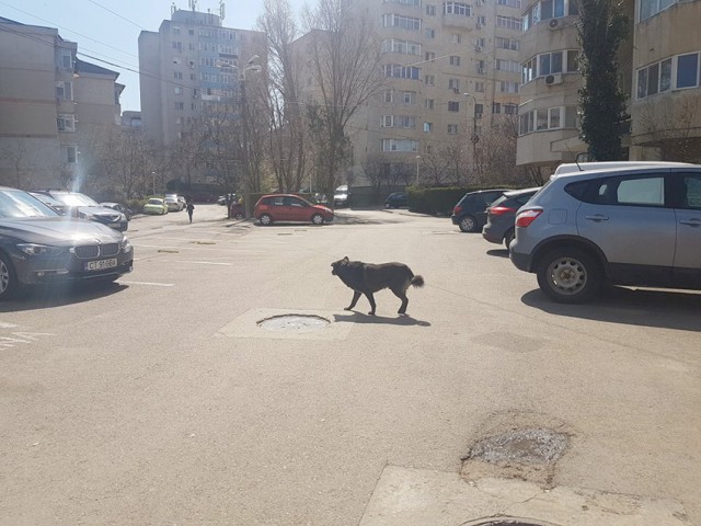 Primăria Constanţa va deschide adăpostul public pentru câinii fără stăpân!