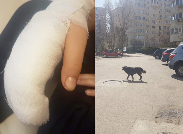 Primăria Constanţa va deschide adăpostul public pentru câinii fără stăpân!