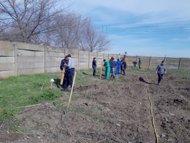 Jandarmii constănţeni au plantat pomi fructiferi