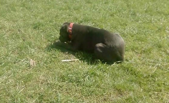 O altă femeie AMENDATĂ, la Constanța: plimba un câine Cane Corso!