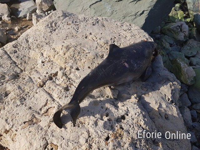 Delfin eșuat la Eforie