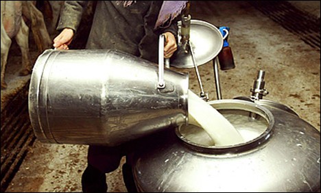 Unităţile de procesare au colectat 14.980 tone de lapte de vacă, în creştere cu 10,4%, în primele două luni