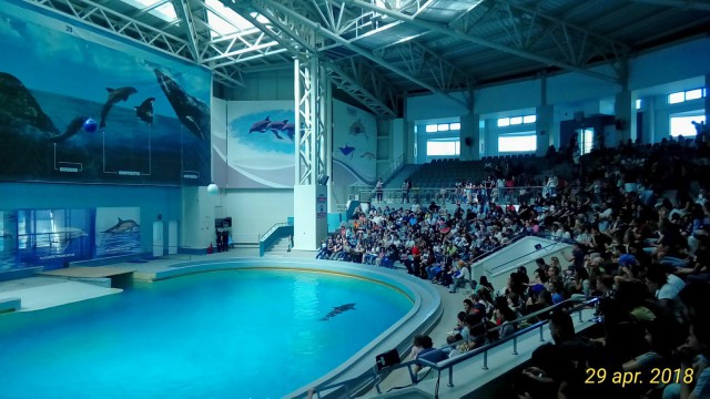 Delfinariul, ARHIPLIN! Constănțenii s-au înghesuit la spectacole