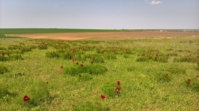A înflorit bujorul de stepă! Mesaj pentru iubitorii de natură!