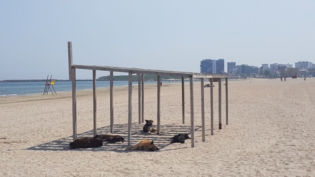 Primii „turiști” continuă sejurul la mare: s-au pus la bronzat - VIDEO