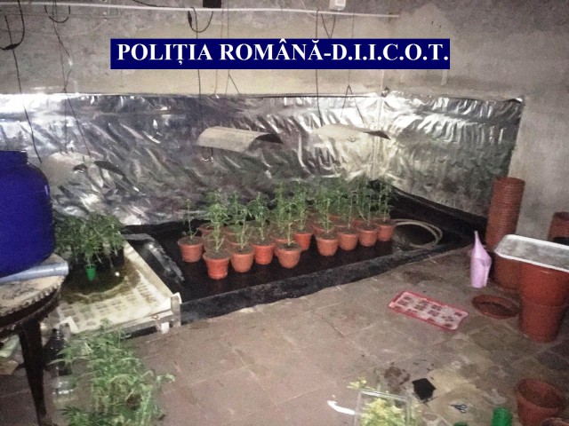 Operațiune de amploare la Constanța: peste 50 de percheziții, culturi de canabis și sute de mii de lei