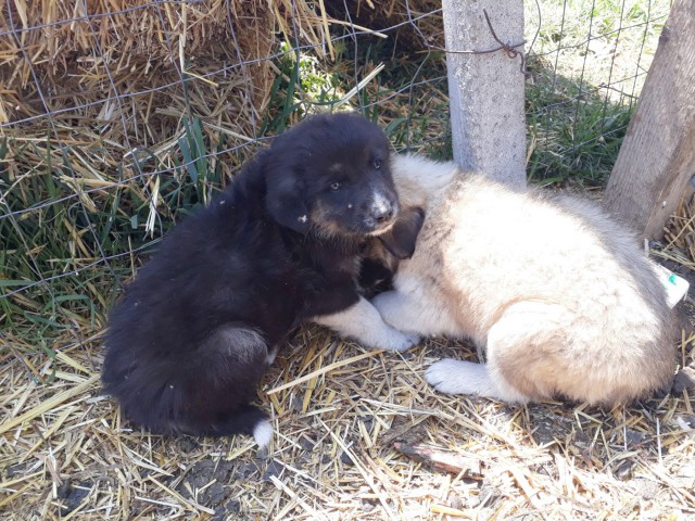 Incendiu în Valea Dacilor! Doi căţei au fost salvaţi şi adoptaţi de pompieri