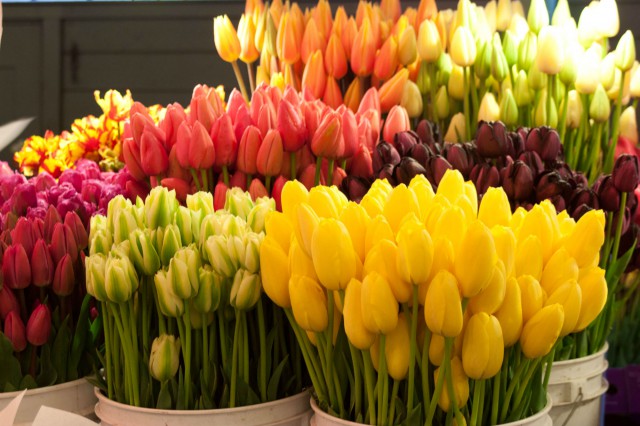 România a importat peste 88.300 de tone de flori, în 2016; principalul furnizor, Olanda