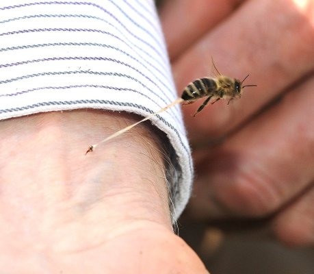 Roi de albine AGRESIVE la Istria: mai multe persoane, ATACATE