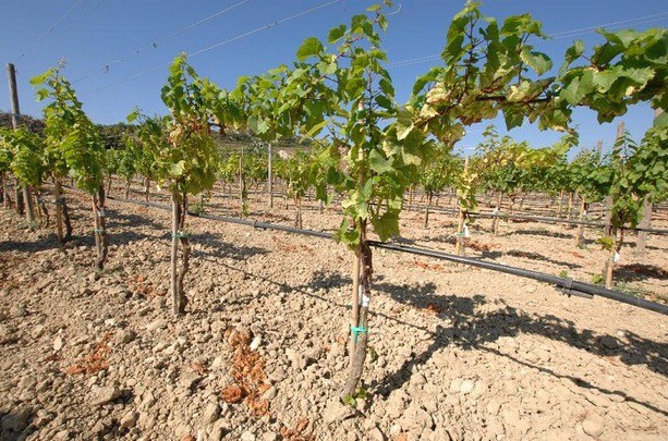 Autoritatea Naţională Fitosanitară a depistat o bacterie dăunătoare pe 6.650 de plante de viţă-de-vie provenite din Italia