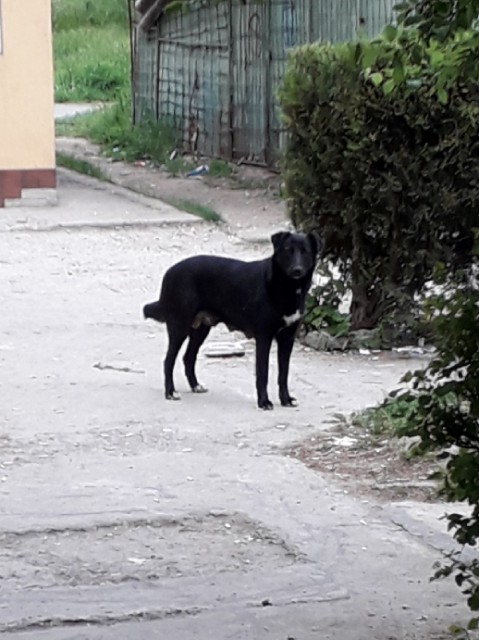 În atenţia autorităţilor: Un câine periculos muşcă copiii, în zona Şcolii nr. 7 din Constanţa