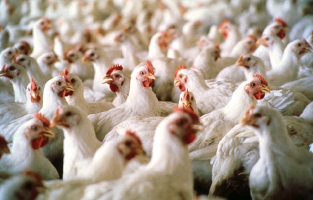 Crescătorii de păsări şi de porci din România cer autorităţilor să urgenteze publicarea legilor care susţin investiţiile