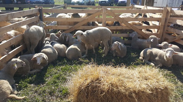 Oierii, nevoiţi să vândă pieile mieilor pe preţuri derizorii. Crescătorii preferă să le arunce