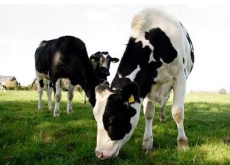 Ministerul Agriculturii: Primul transfer de embrioni la bovine, realizat cu succes în România