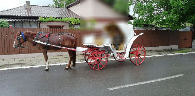 Zeci de CĂRUŢE CONFISCATE de Poliţia Locală Constanţa!