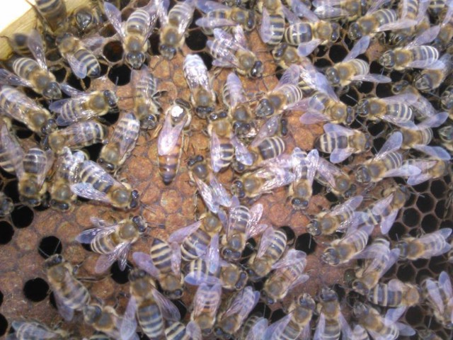 Primăria Cernavodă, anunţ în atenţia apicultorilor!