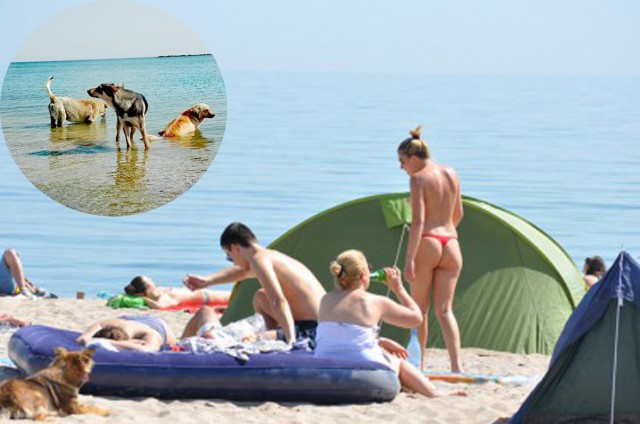 ‘Dacă avem plaja pentru nudişti La Ciocane, de ce să nu avem şi plajă pentru câini?’