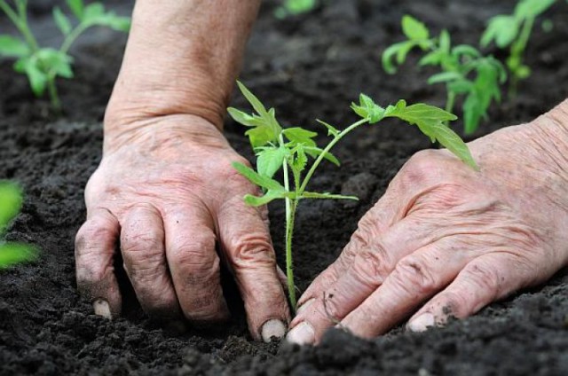 Bani în conturile agricultorilor. Ministerul a anunţat o schemă de ajutor, ce condiţii trebuie îndeplinite pentru a primi 3.000 de euro