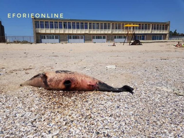 Delfin MORT pe plaja din Eforie