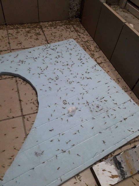 DE GROAZĂ! Invazie de ţânţari în NĂVODARI