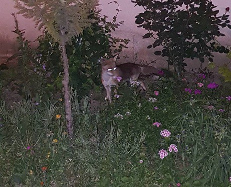 Locuitorii din Mangalia, puşi pe jar de o VULPE!