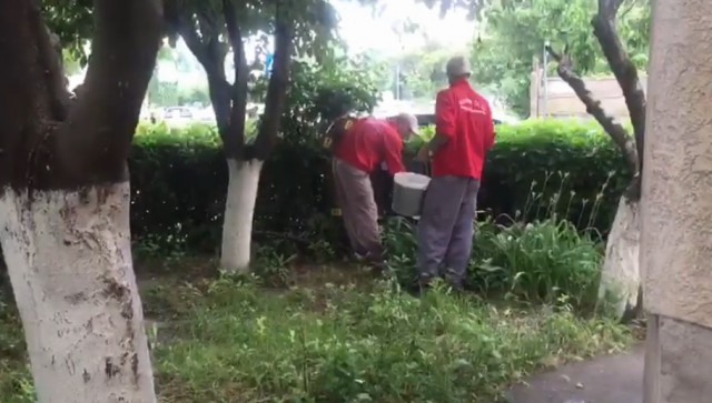 VIDEO. ȘOBOLANII au invadat Constanța! Primăria a început operațiunea de DERATIZARE!