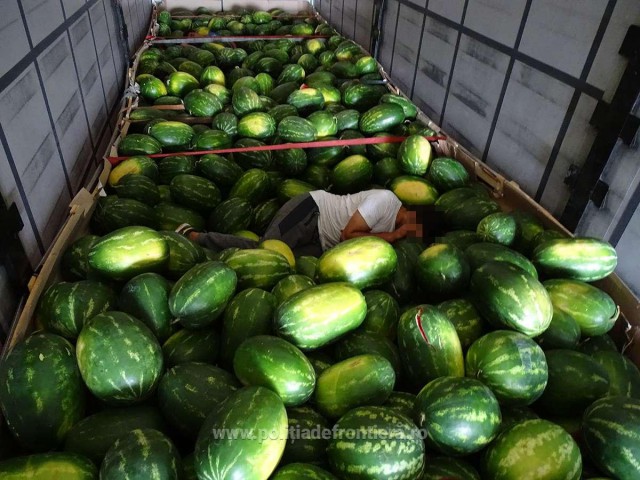 Ascunşi printre pepeni: Trei pakistanezi au fost prinşi la graniţă de poliţiştii de frontieră!