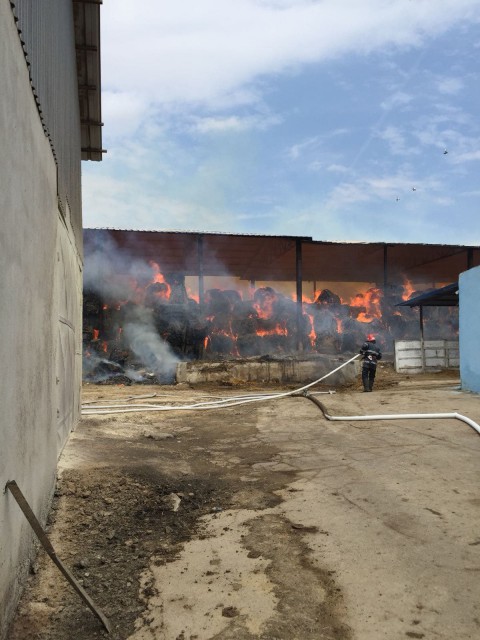 Fermă din județul Constanța, cuprinsă de flăcări! VIDEO