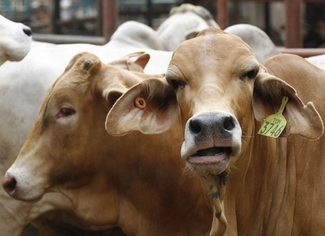 INS: România a exportat animale vii în valoare de 74,1 de milioane euro, în primul trimestru din acest an