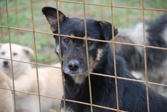 Câinii din Mangalia, o afacere de 100.000 de euro pentru un 'hingher' din București