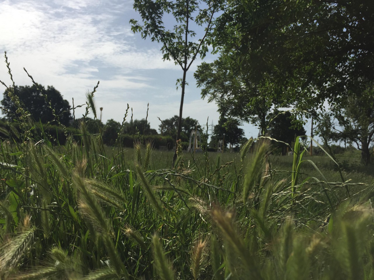 Primăria Constanţa ‘ascunde mizeria sub preş’: JUNGLA de la periferie, mascată cu acţiuni de igienizare în interes turistic! Primăria Constanţa ‘ascunde mizeria sub preş’: JUNGLA de la periferie, mascată cu acţiuni de igienizare în interes turistic!