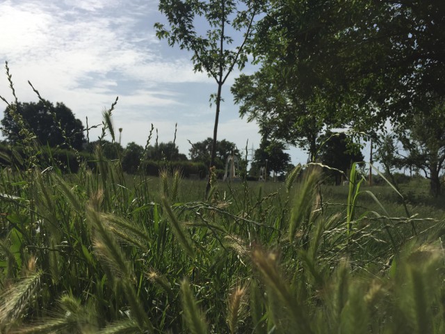Primăria Constanţa ‘ascunde mizeria sub preş’: JUNGLA de la periferie, mascată cu acţiuni de igienizare în interes turistic!