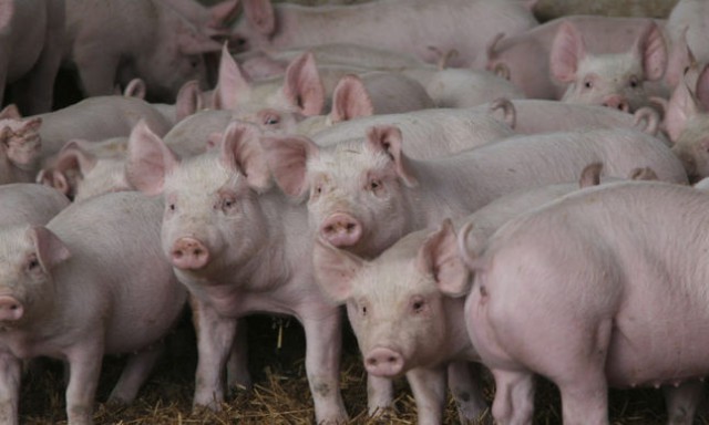 Virusul pestei porcine africane, confirmat pentru prima dată într-o exploataţie comercială din judeţul Tulcea