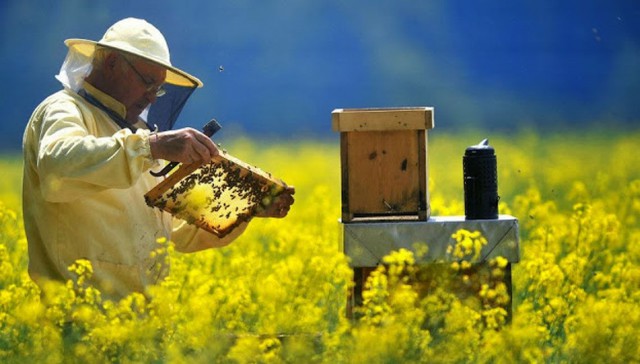 Situaţia apiculturii româneşti, cu oportunităţi şi provocări, dezbătută la Bruxelles
