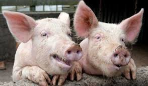 Proprietarii de animale afectați de Pesta Porcină Africană, despăgubiţi!