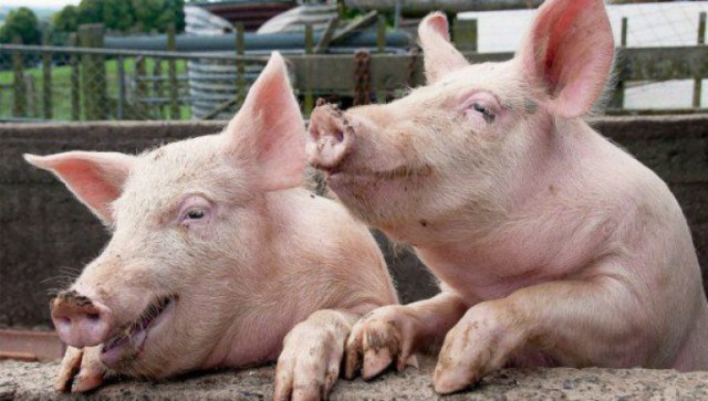 Pagubele fermierilor români din cauza pestei porcine africane pot fi acoperite din bugetul CE