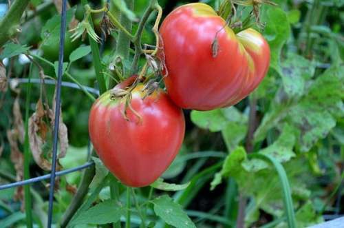Se readuce pe piaţa românească soiul autohton de tomate ''Inimă de Bou''