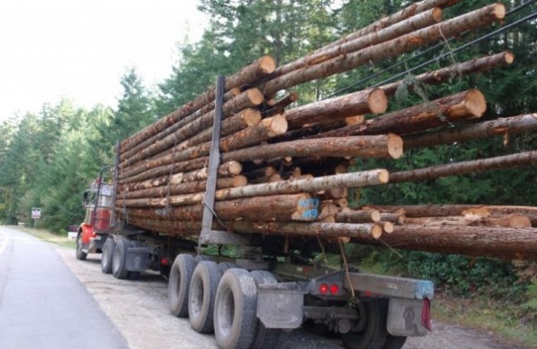 INS: Masa lemnoasă recoltată în 2020 a crescut cu 748.000 mc