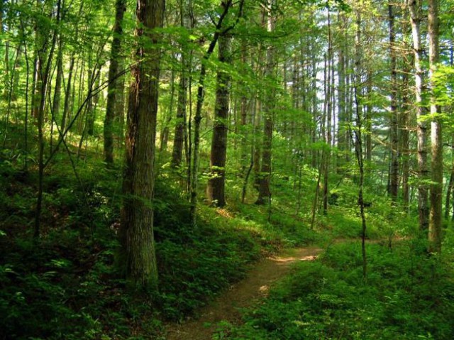 USR cere stoparea tăierilor de păduri pe perioada stării de urgenţă