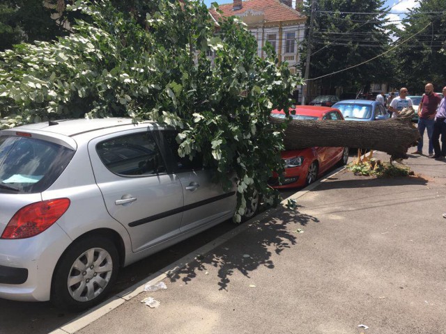 La un pas de tragedie: Un copac a căzut peste două maşini, în Constanţa! VIDEO