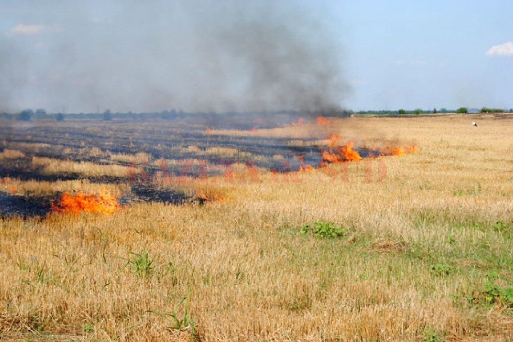 Teren agricol din localitatea Grădina, cuprins de flăcări! Teren agricol din localitatea Grădina, cuprins de flăcări!
