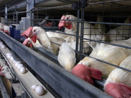 ACEBOP: 50 de crescători de animale, excluşi de la plata subvenţiilor pe bunăstare din cauza interpretării greşite a legislaţiei europene
