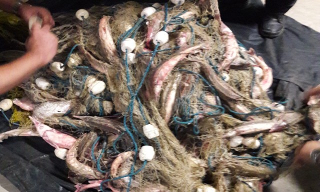 CAPTURĂ la Garda de Coastă: zeci de kilograme de sturioni, confiscate în Delta Dunării