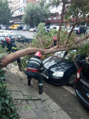 FOTO. Copac CĂZUT pentru o mașină, la Tulcea