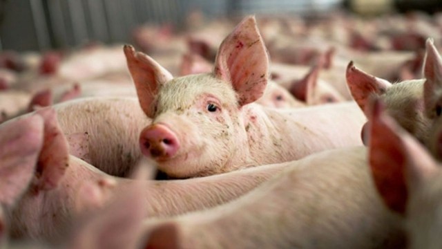 Bulgaria construieşte un gard la graniţa cu România pentru a preveni răspândirea virusului pestei porcine africane