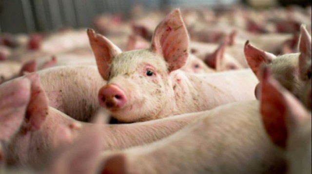 Autorităţile bulgare au declarat stare de urgenţă la Silistra din cauza pestei porcine africane