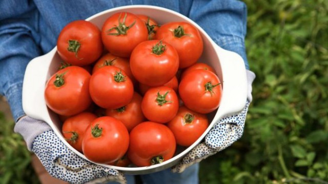 Programul de sprijin pentru tomatele româneşti continuă şi în 2019; Ministerul Agriculturii alocă 50 de milioane de euro