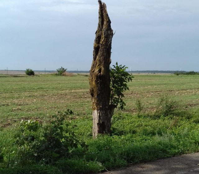 O TORNADĂ A SMULS COPACI LA CONSTANŢA