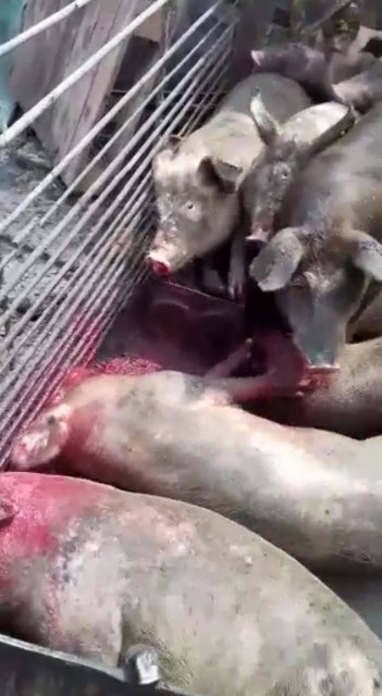 MASACRU. Peste 60.000 de porci ucişi în sud-estul ţării, din cauza pestei porcine africane