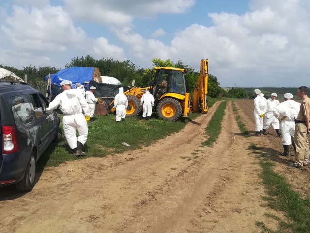Situaţia devine GRAVĂ în Constanţa: 200 de porci, eutanasiaţi la Dulceşti! Proprietarii, cu ochii în lacrimi